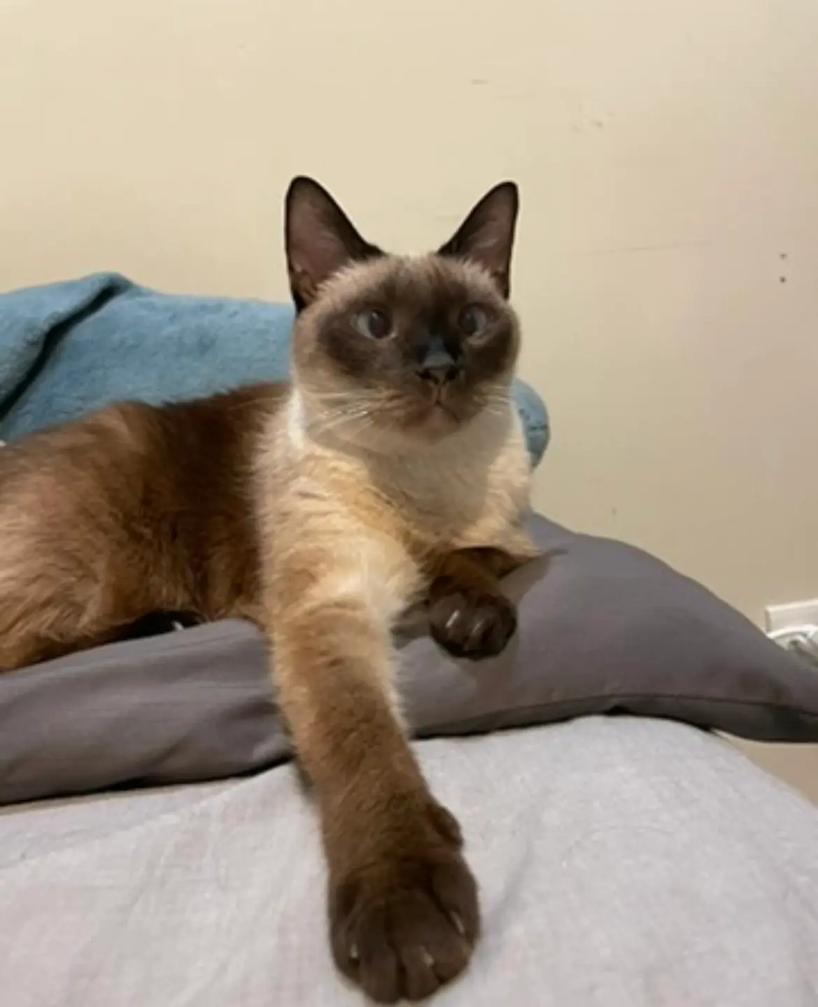 灰搭 (HuiDa) - 暹羅貓 Siamese Cat