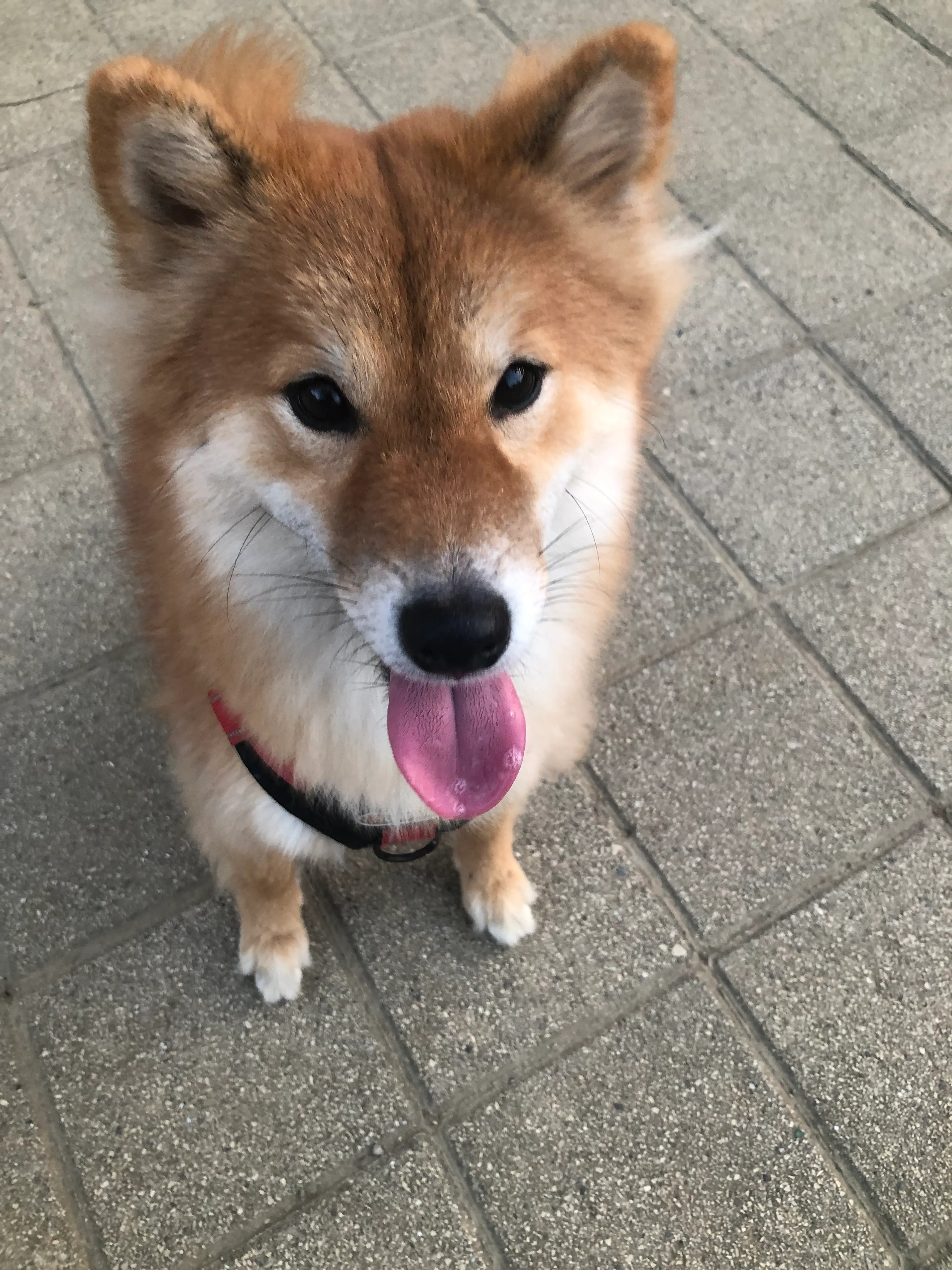 劉亮亮 (BlingBling) - 長毛豆柴 Long-haired Mame Shiba