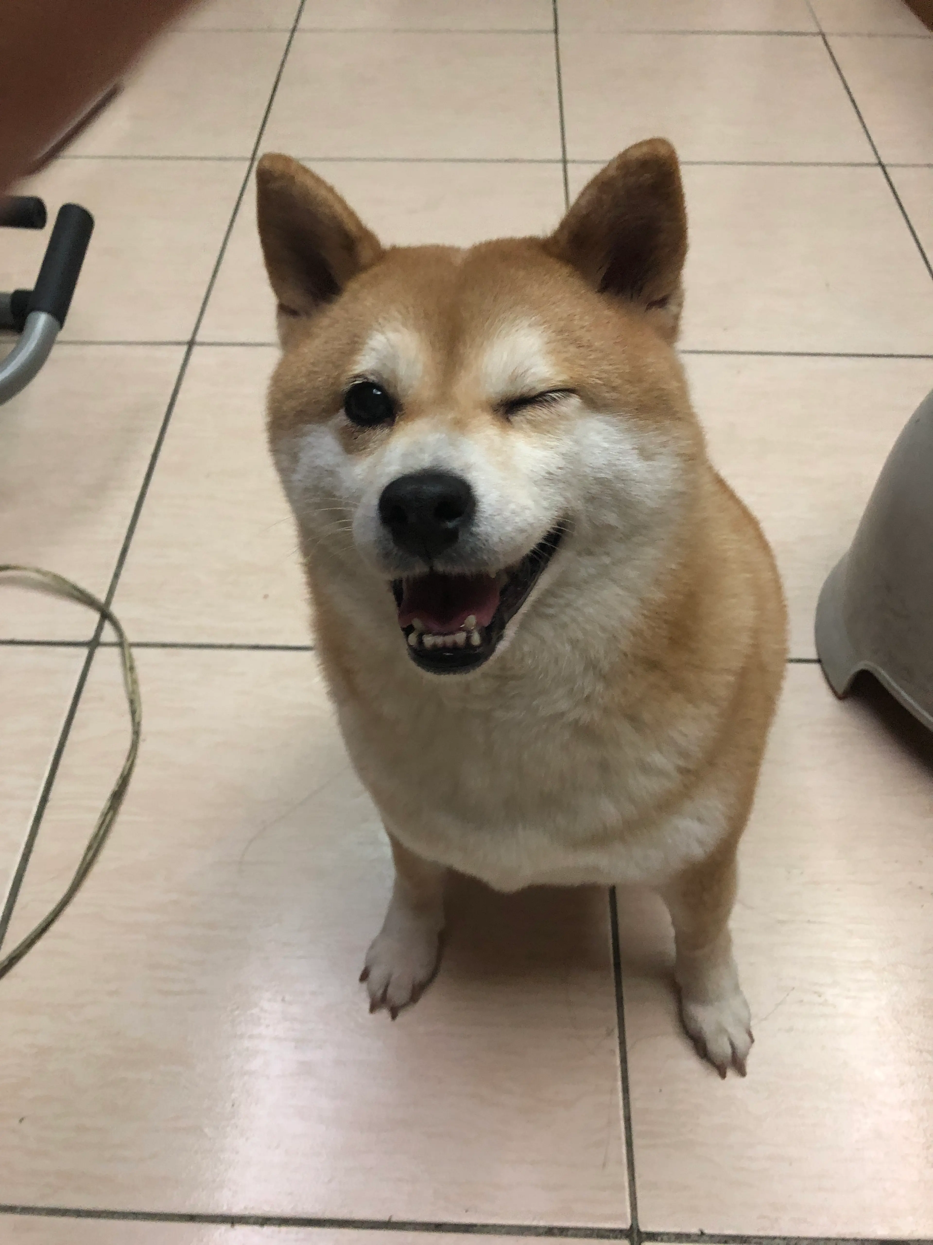 劉漾漾 (YoungYoung) - 豆柴 Mame Shiba